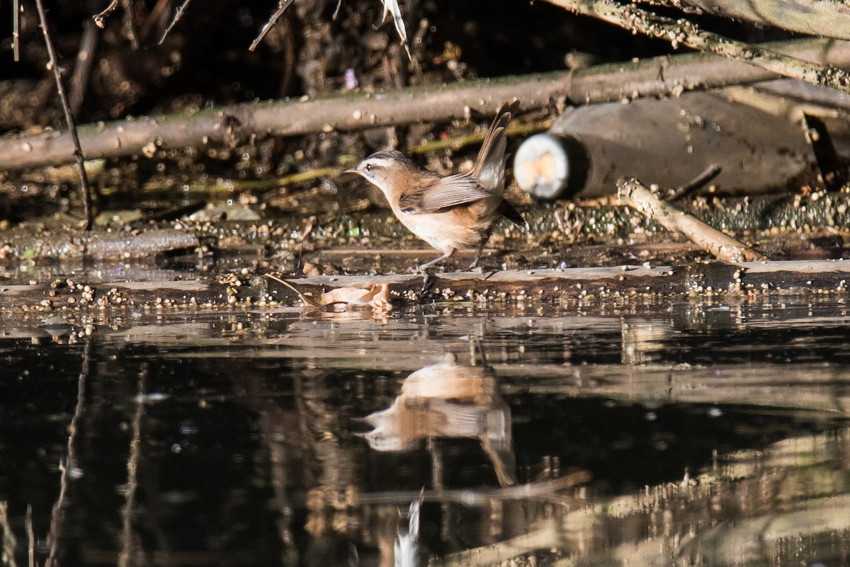 Moustached Warbler - ML277236591