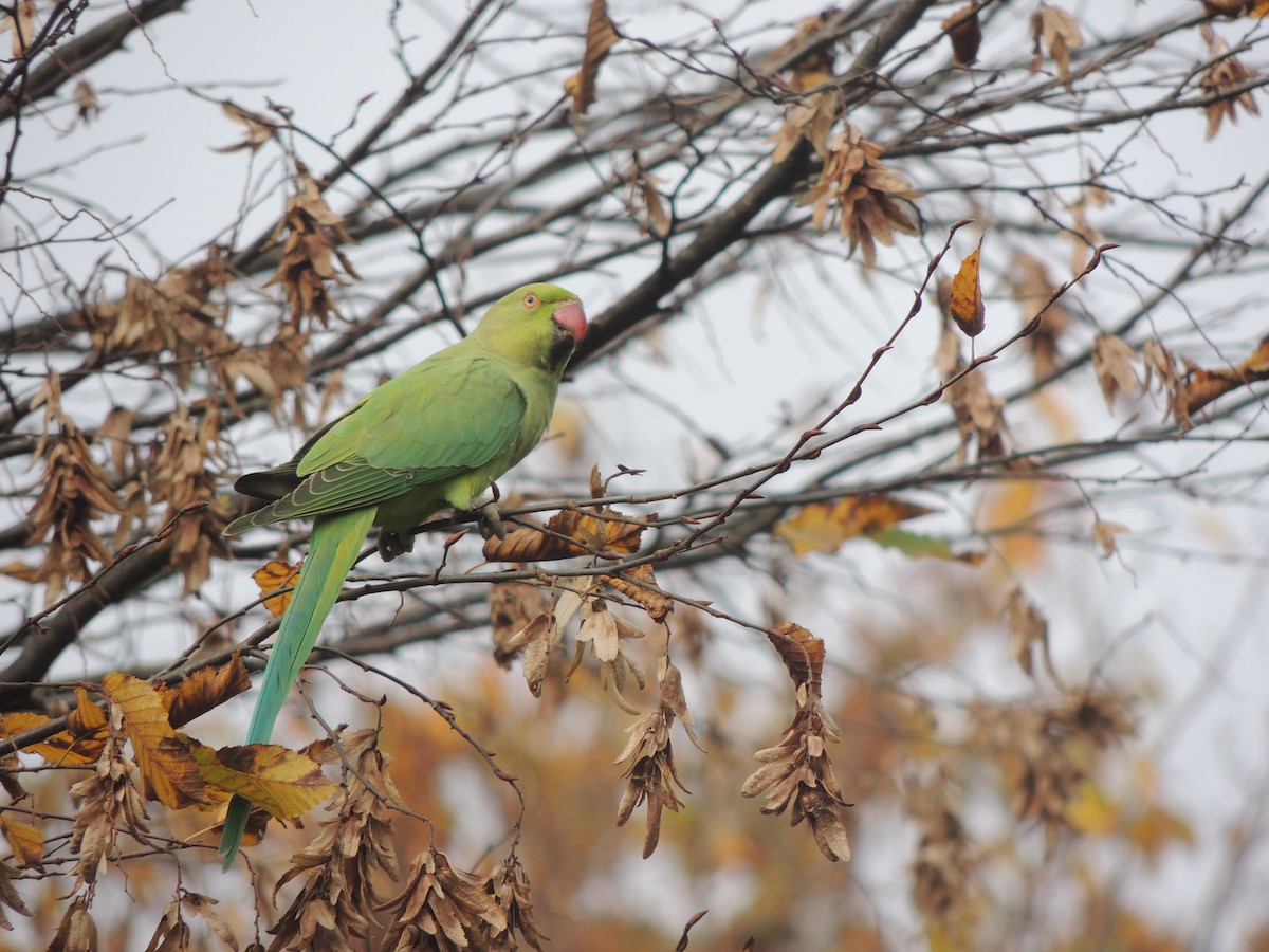 Rose-ringed Parakeet - ML277237751