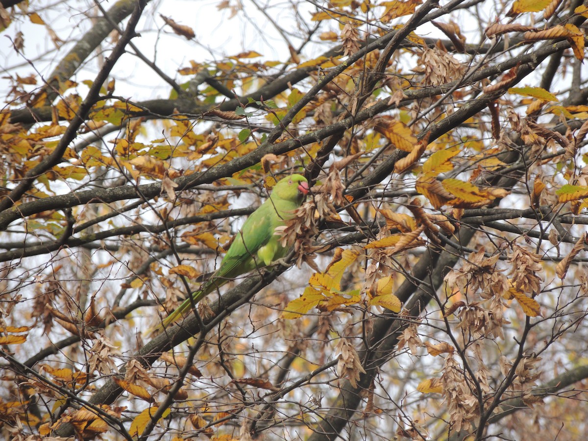 Rose-ringed Parakeet - ML277237761