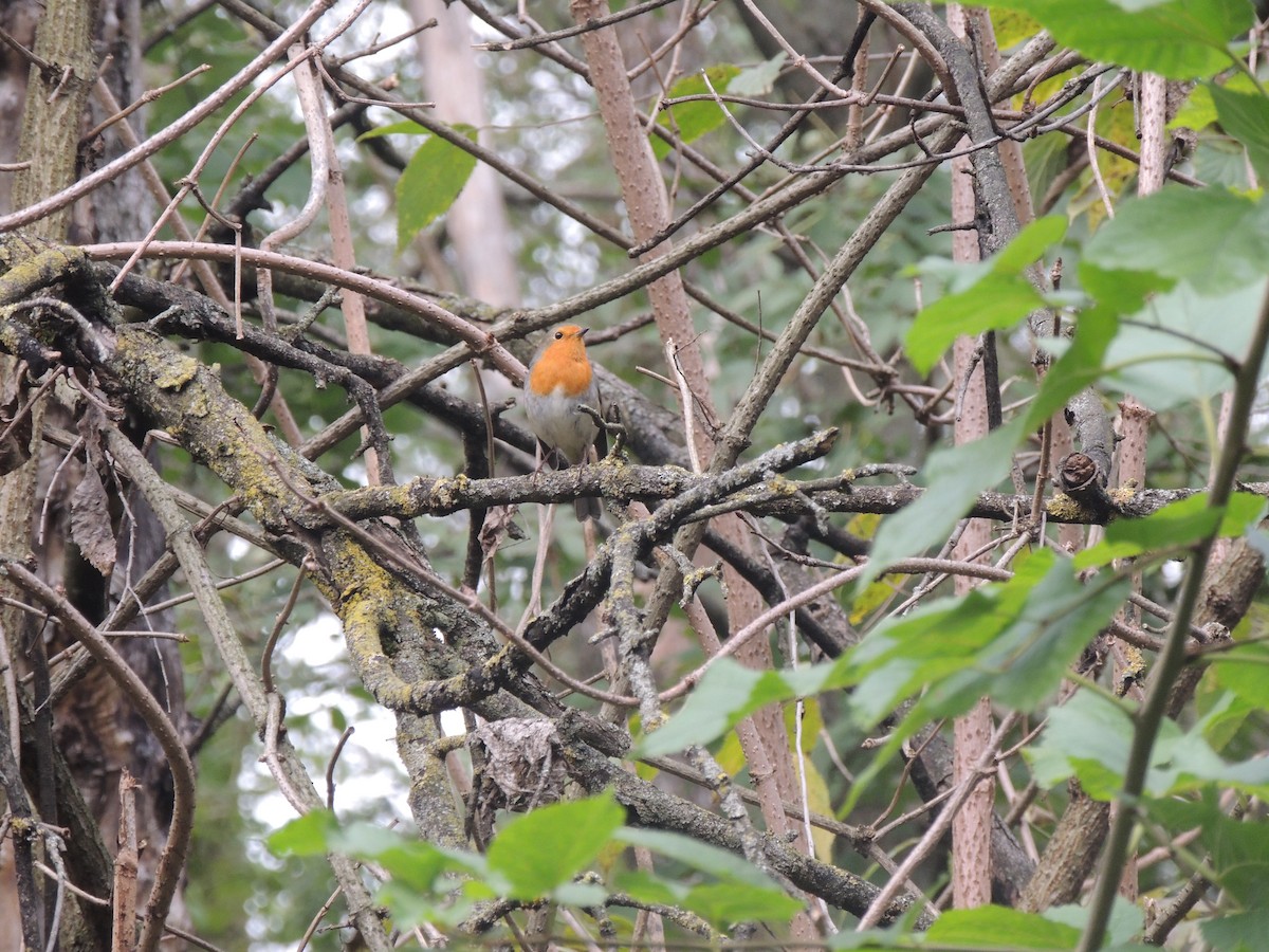 European Robin - ML277237771