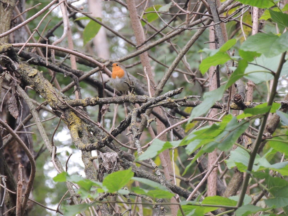 European Robin - ML277237791