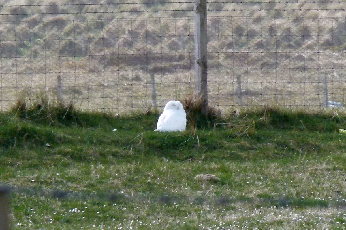 Snowy Owl - Gerd Schön