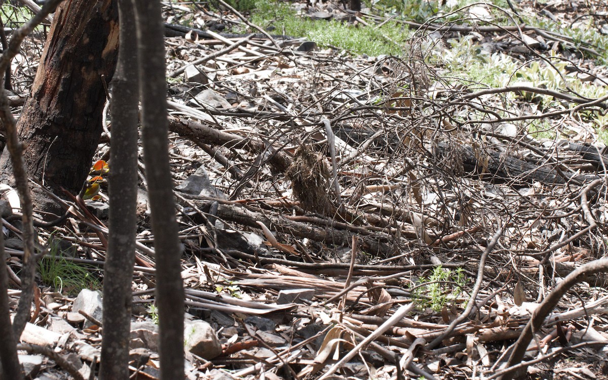 Brown Thornbill - ML277239271