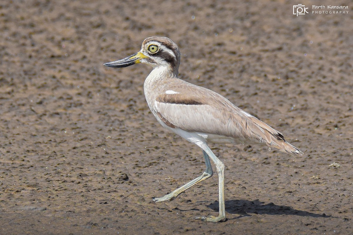 Great Thick-knee - ML277242091