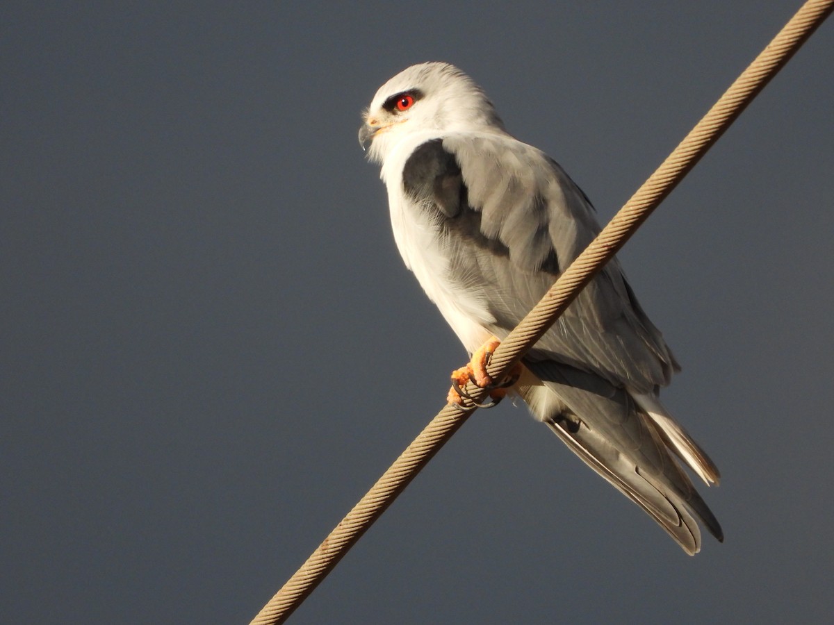 Black-winged Kite - ML277242731