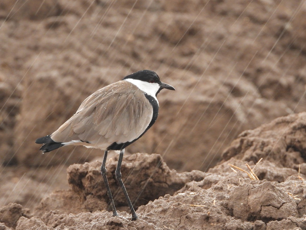 Spur-winged Lapwing - ML277243081