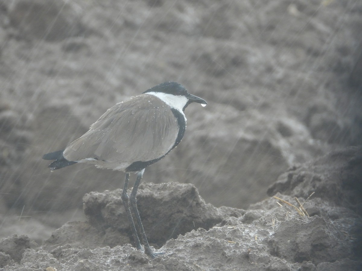 Spur-winged Lapwing - ML277243111