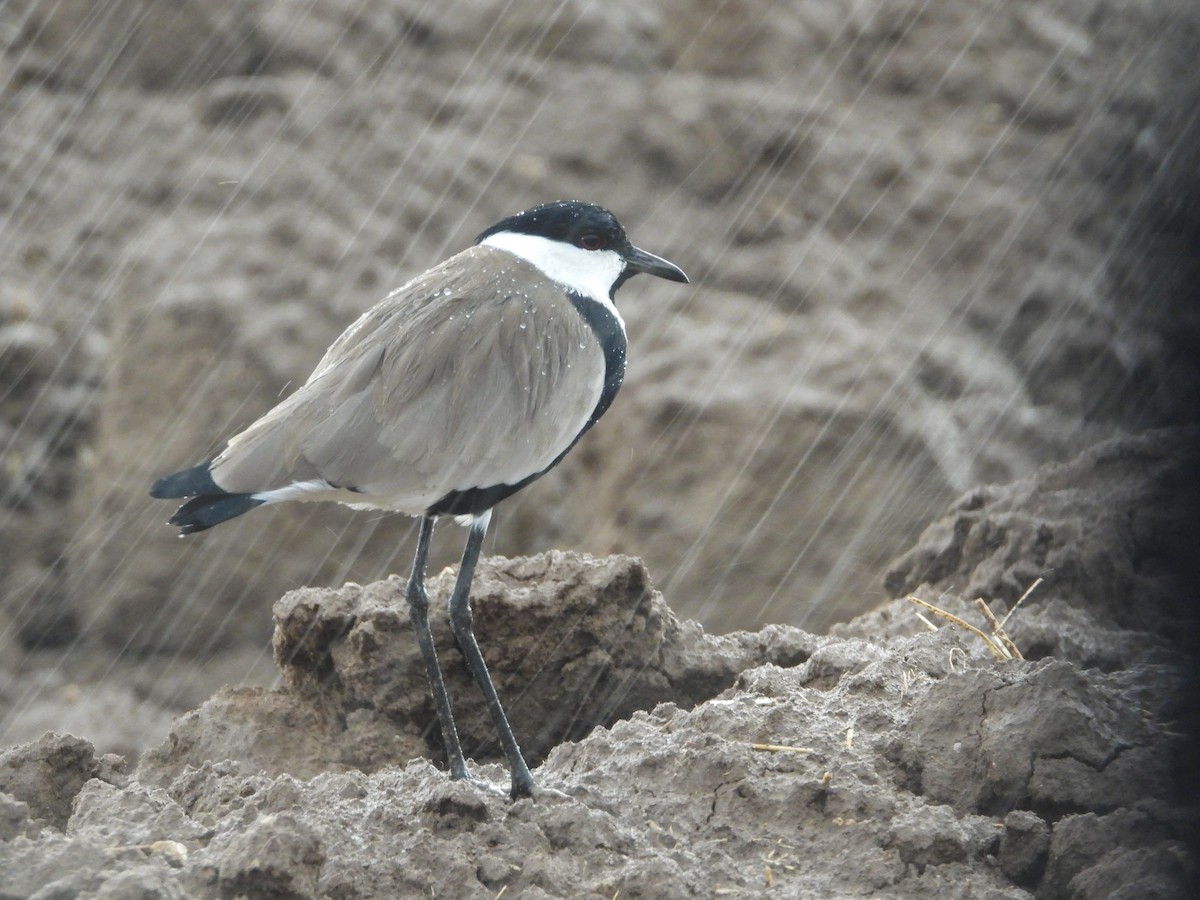 Spur-winged Lapwing - ML277243121
