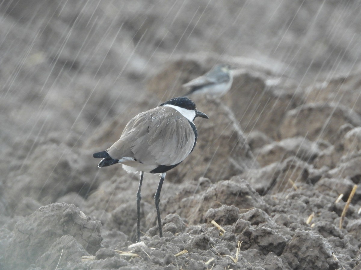 Spur-winged Lapwing - ML277243151