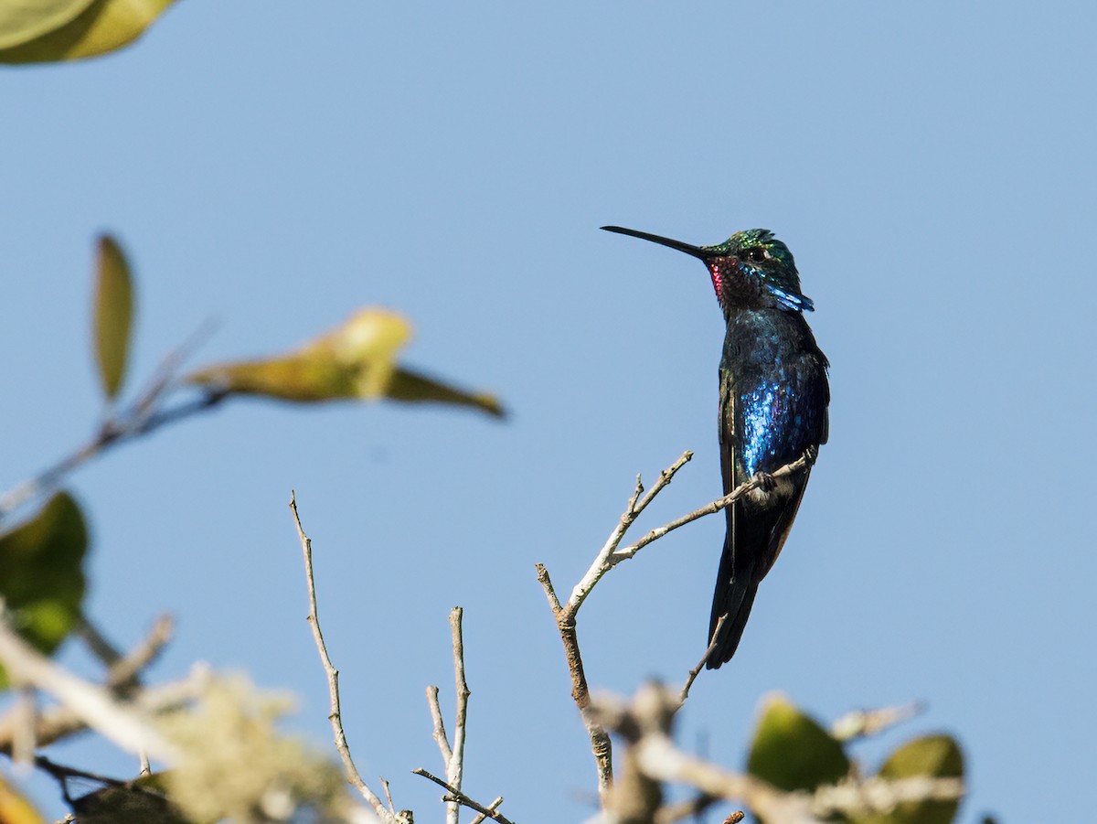 Blue-tufted Starthroat - ML277244911