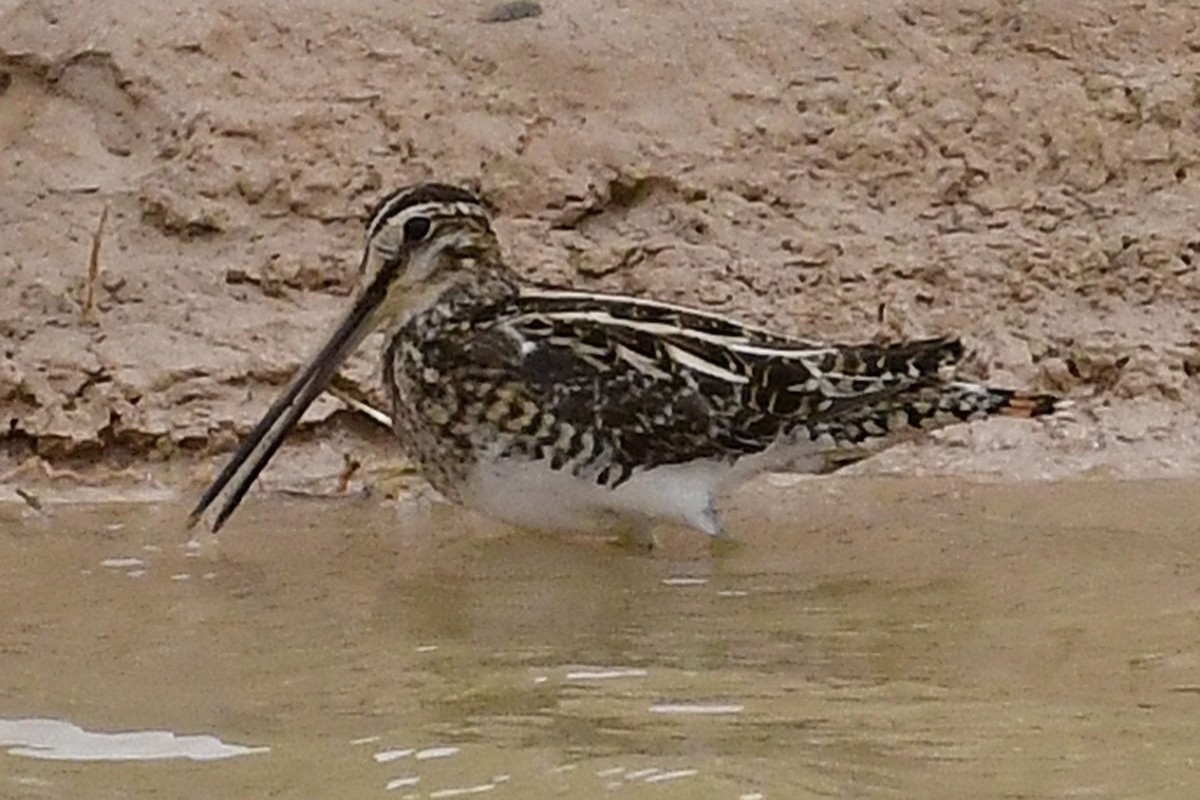 Common Snipe - ML277245111