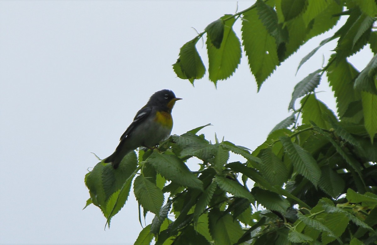 Northern Parula - ML27724521