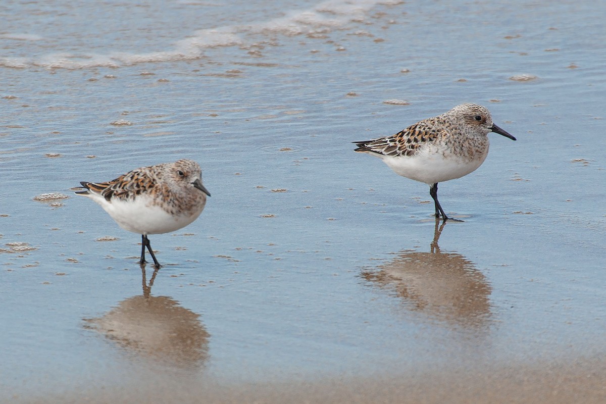 Sanderling - Arthur Grosset