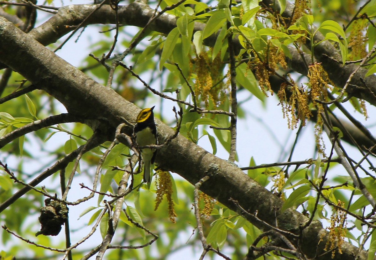 Black-throated Green Warbler - ML27724551