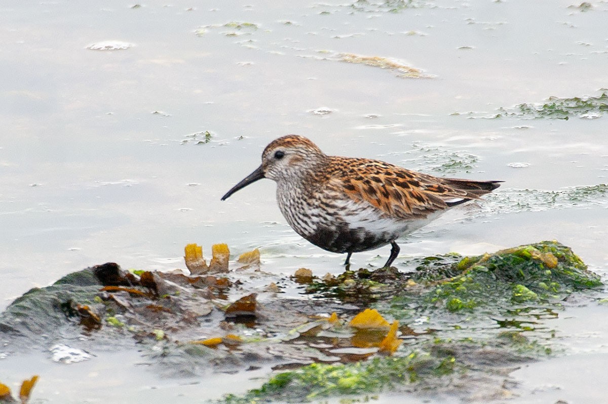 Dunlin - ML277245581