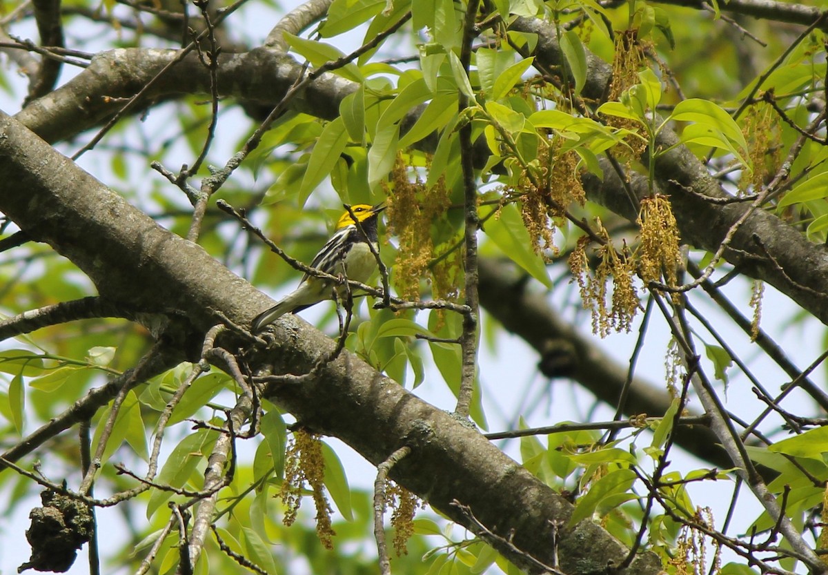 Black-throated Green Warbler - ML27724561