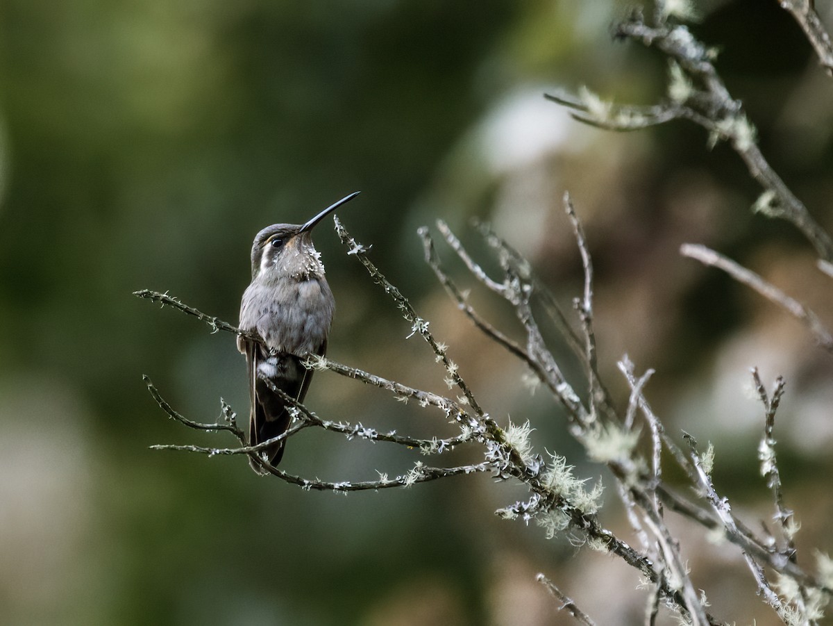 kolibřík ametystohrdlý [skupina amethystinus] - ML277245661
