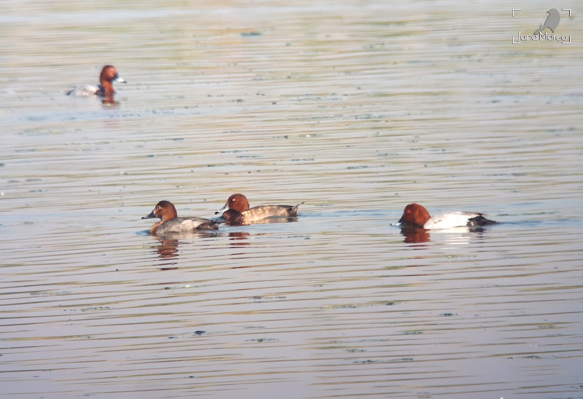 Common Pochard x Ferruginous Duck (hybrid) - Jana Marco