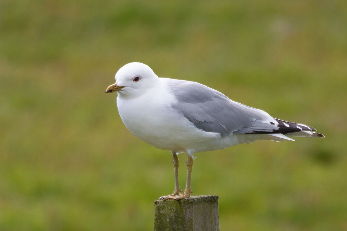 Common Gull - ML277245731