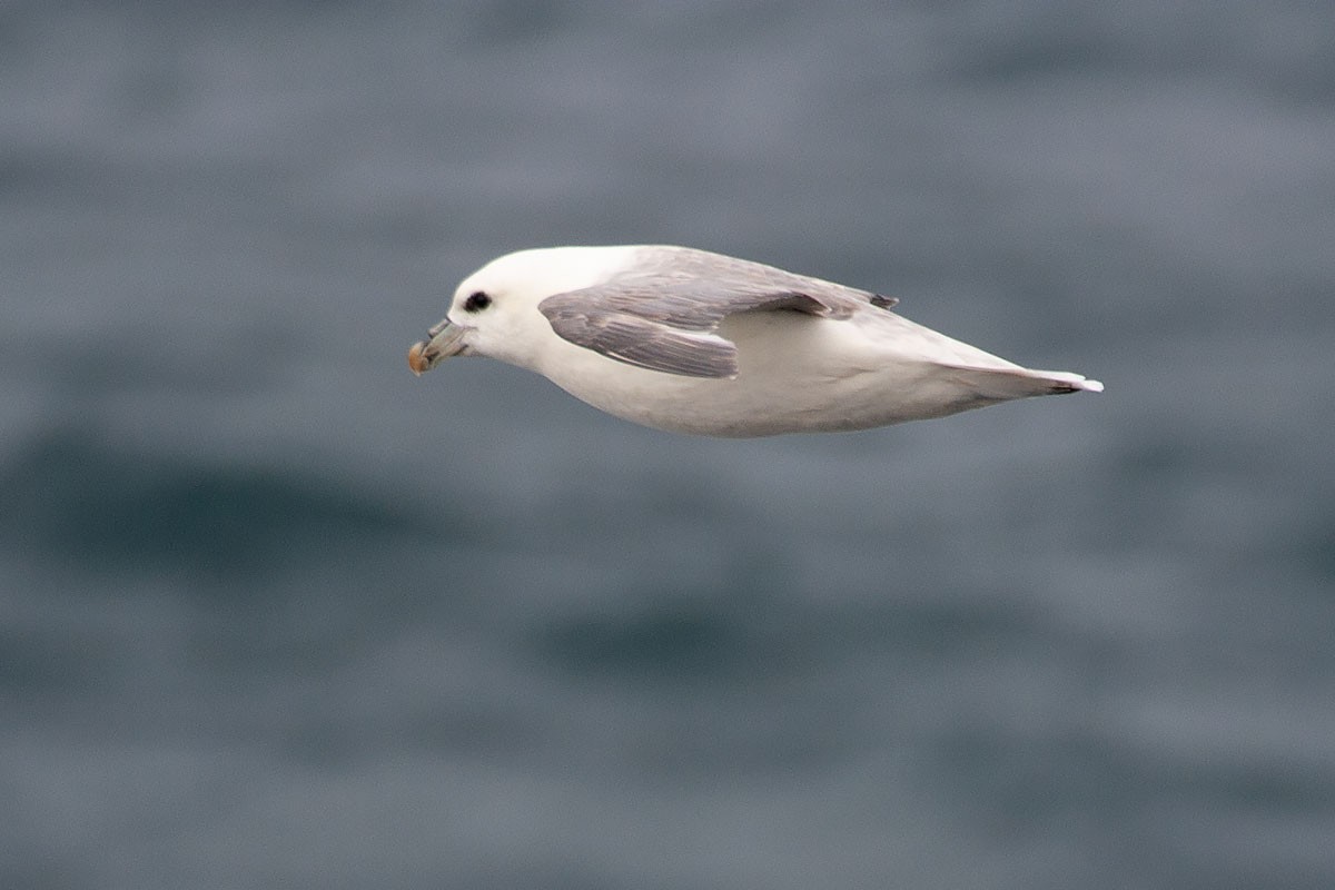 Fulmar boréal - ML277245821