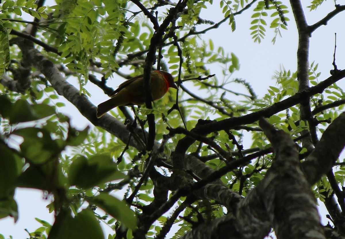 Summer Tanager - ML27724591