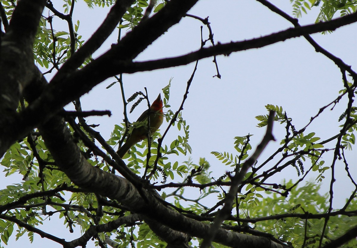 Summer Tanager - ML27724601