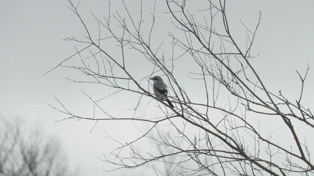 Northern Shrike - ML277246271