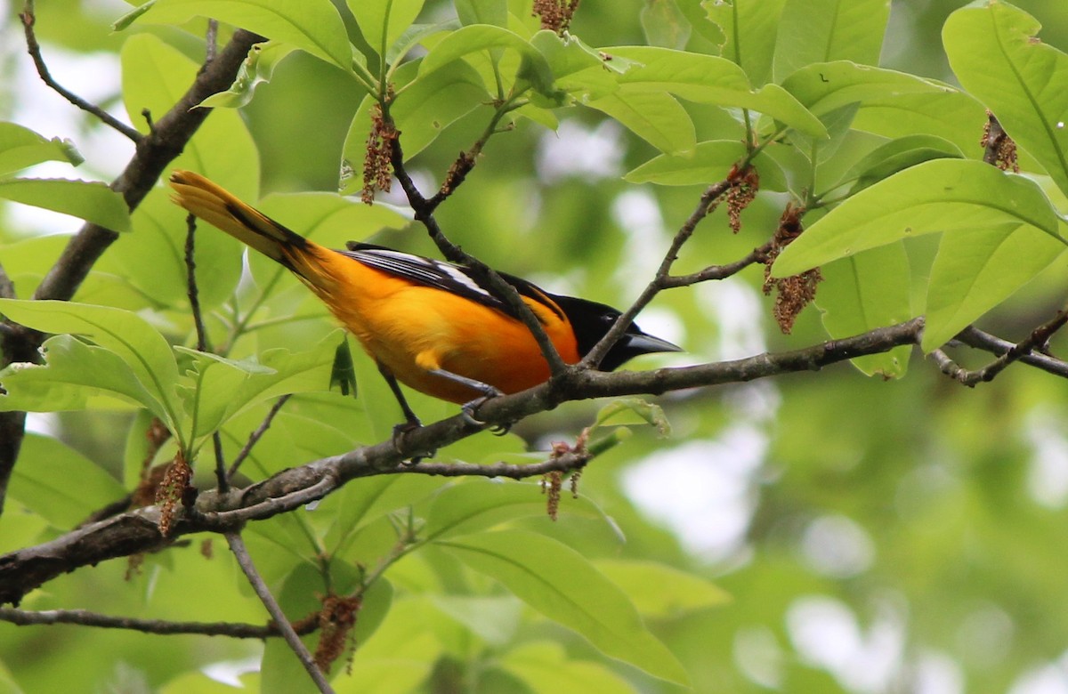 Baltimore Oriole - ML27724631