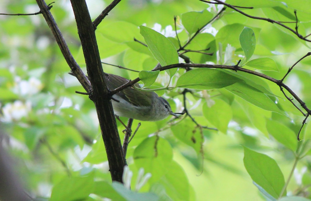 Tennessee Warbler - ML27724701