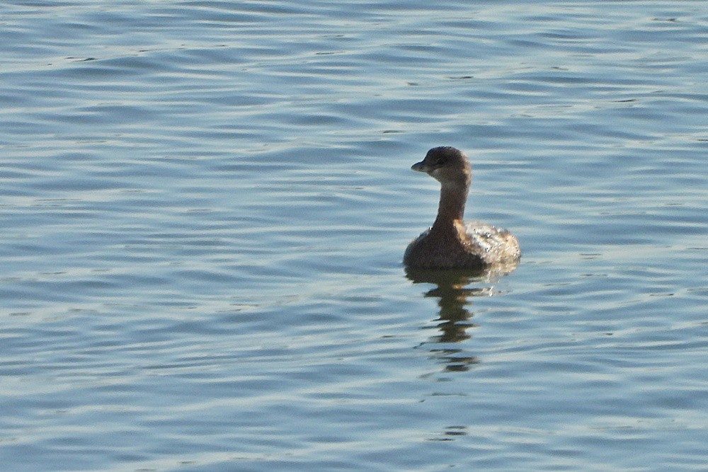 Pied-billed Grebe - ML277247321