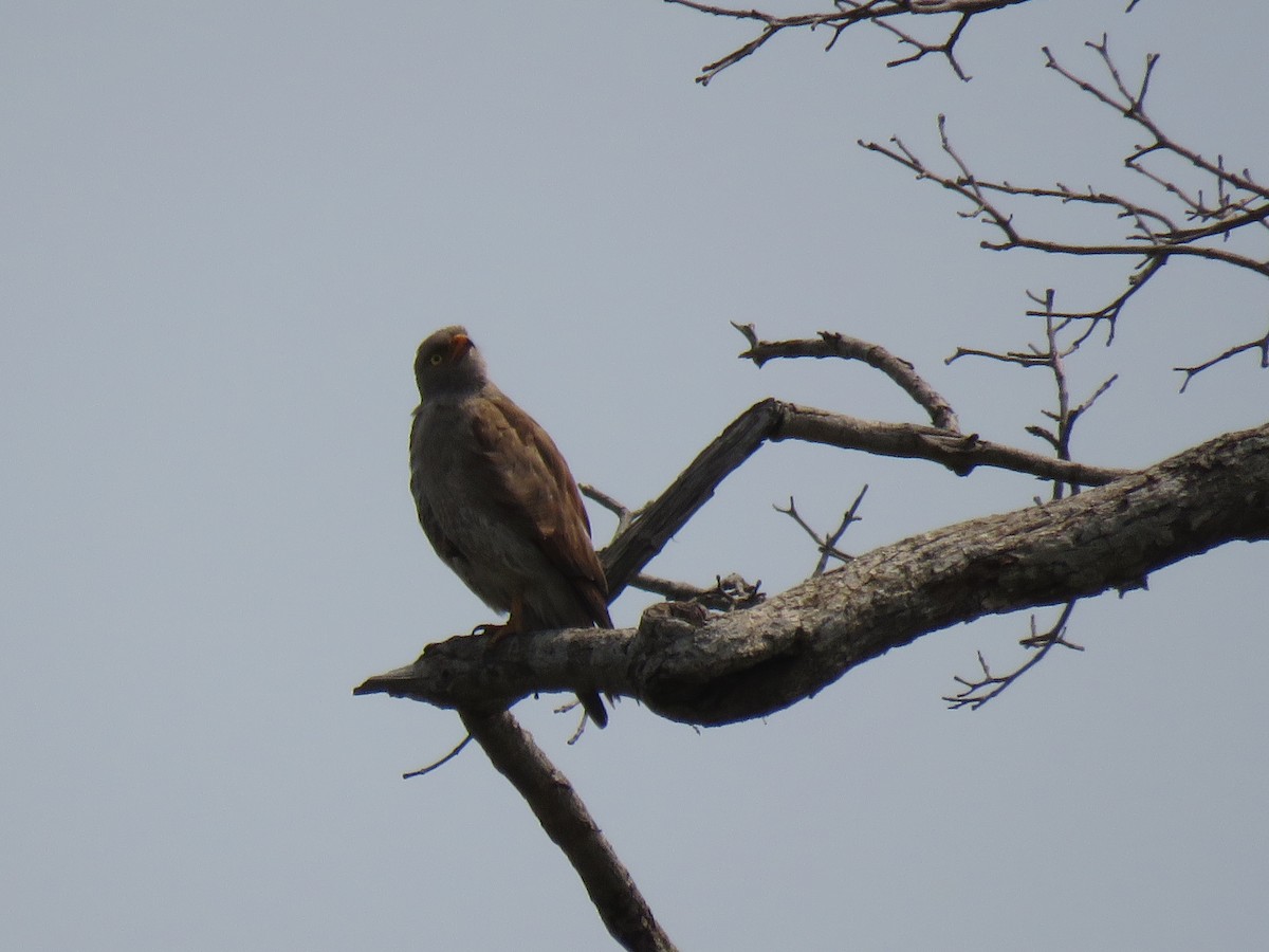 Rufous-winged Buzzard - ML277248631