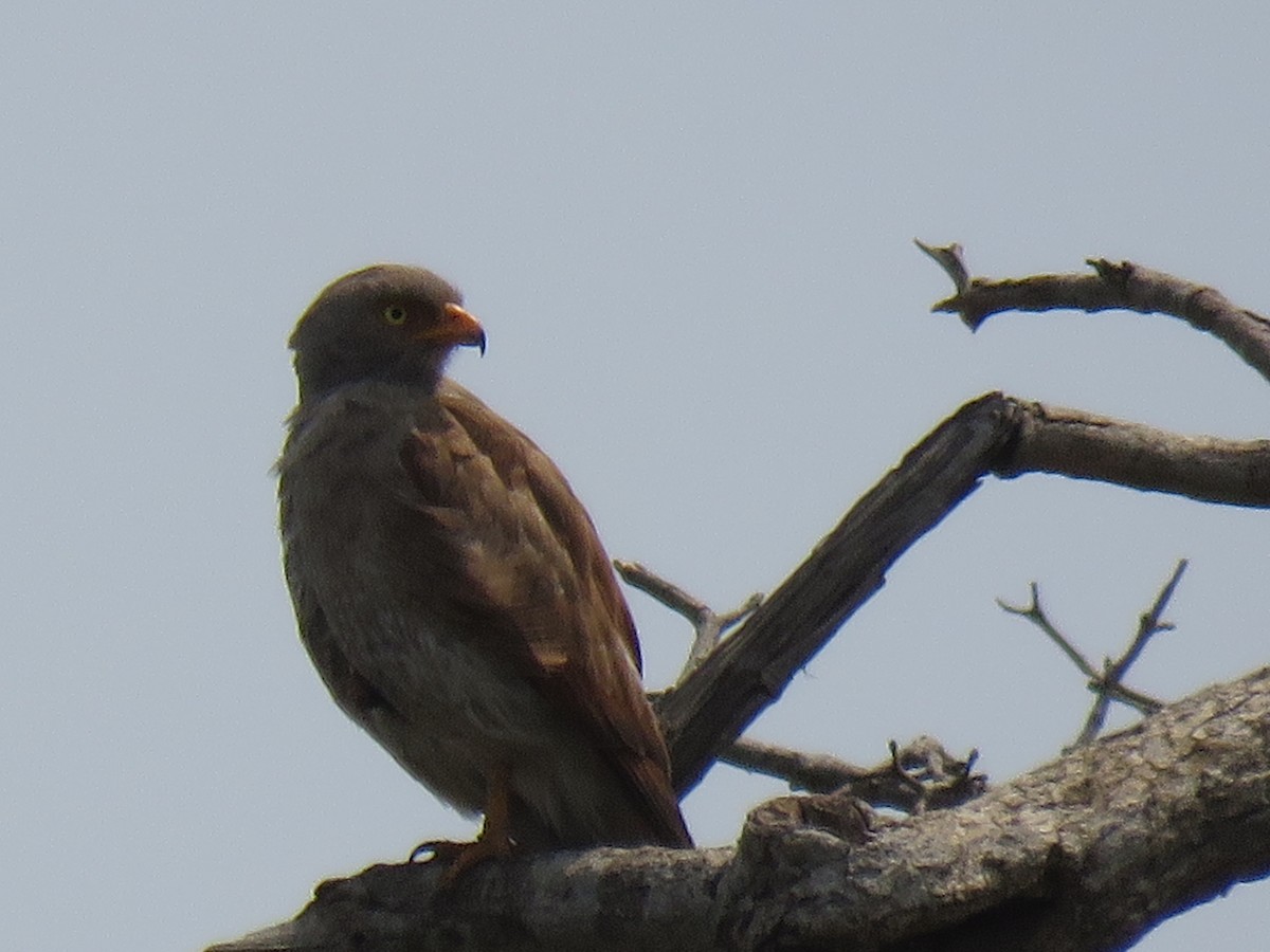 Rufous-winged Buzzard - ML277248641