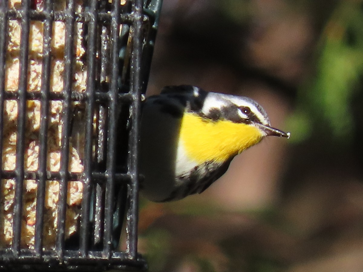 Yellow-throated Warbler - ML277249581
