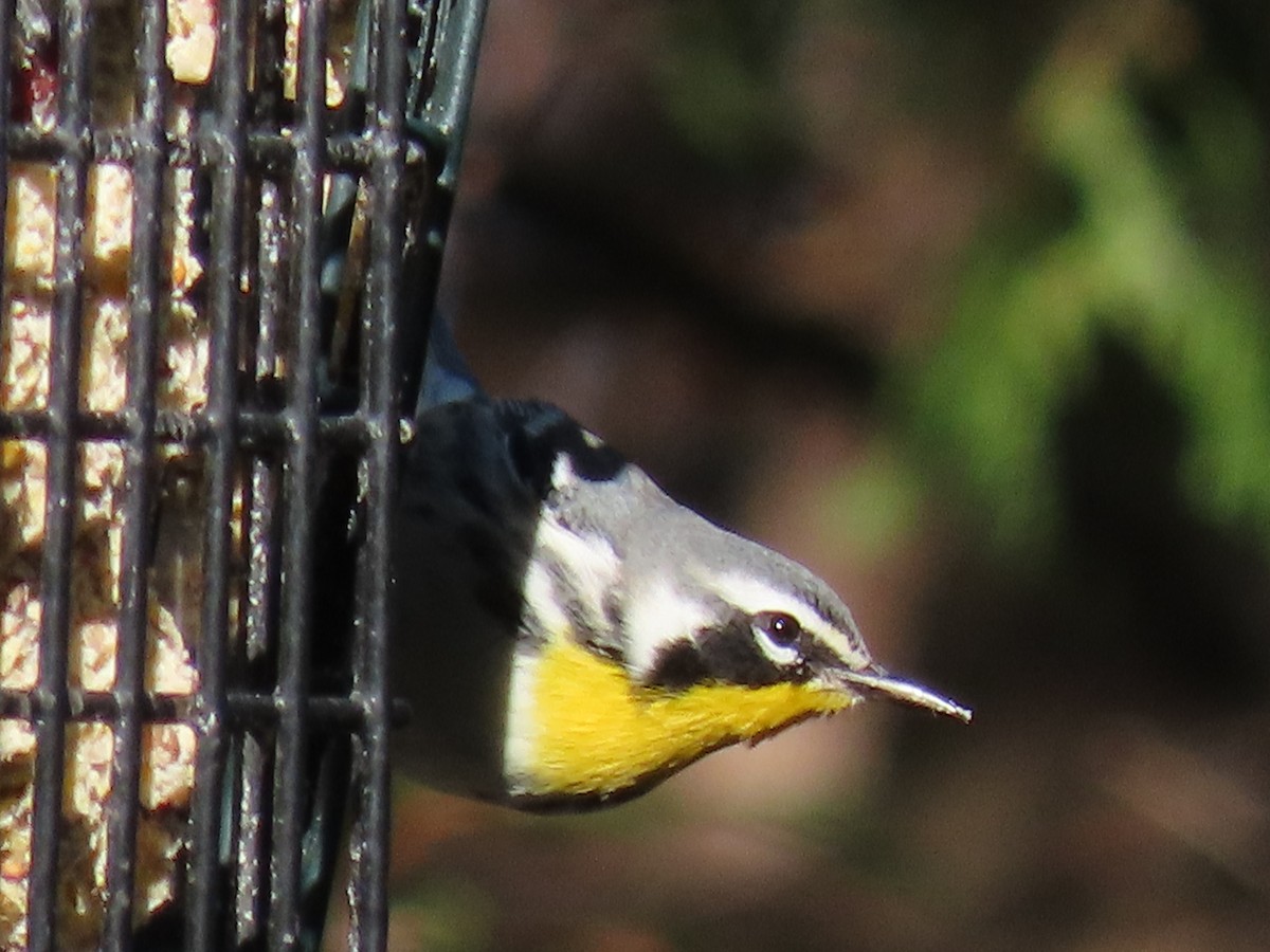 Yellow-throated Warbler - ML277249601