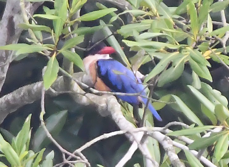 Black-capped Kingfisher - norman wu