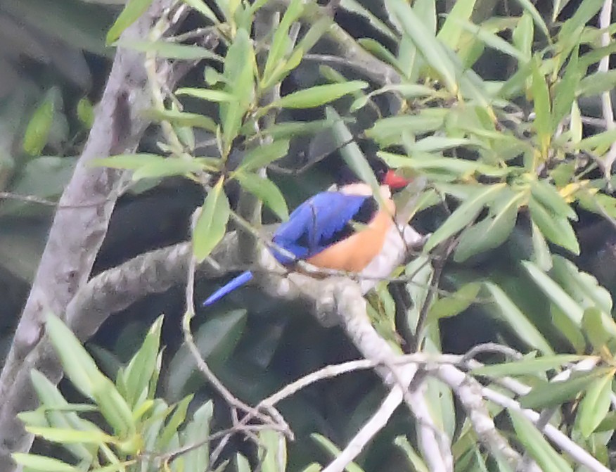 Black-capped Kingfisher - ML277250941