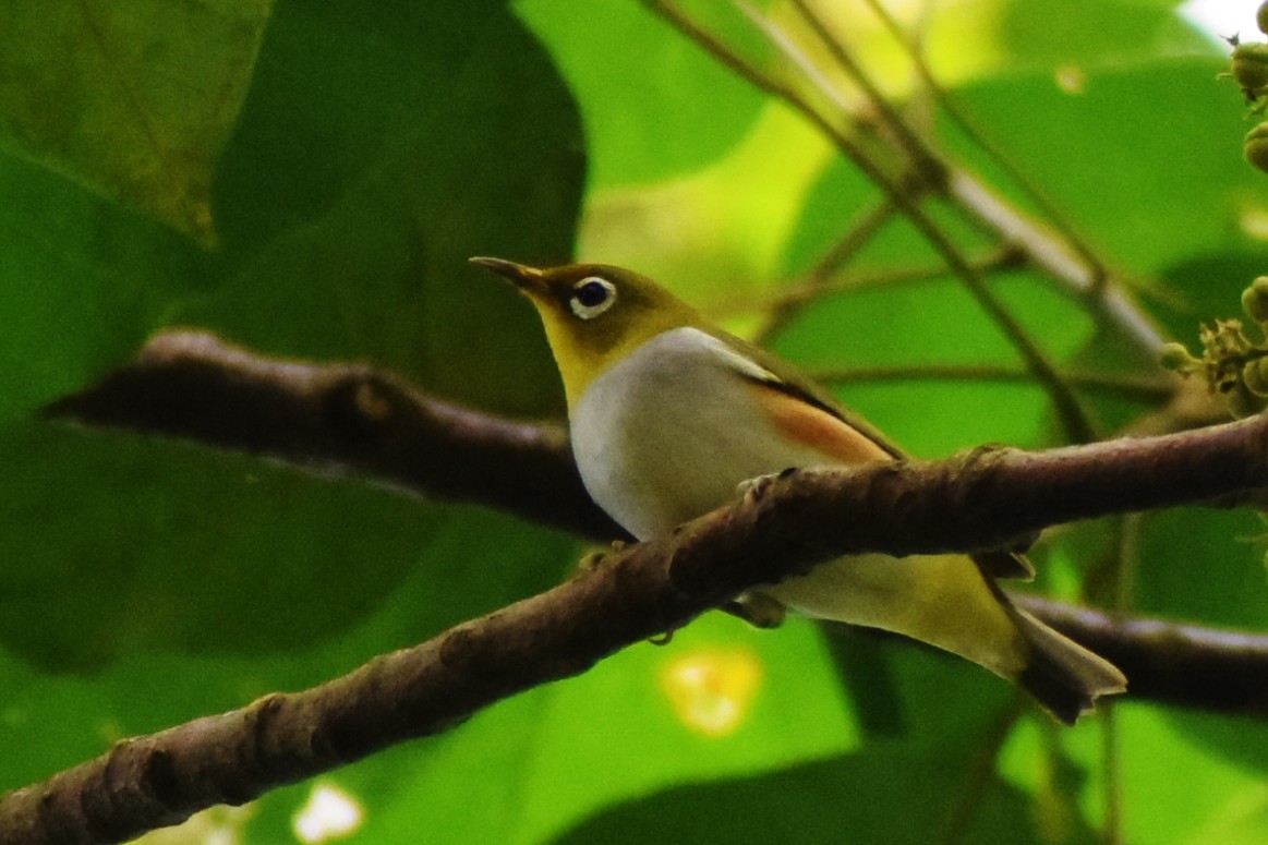 Chestnut-flanked White-eye - ML277251241