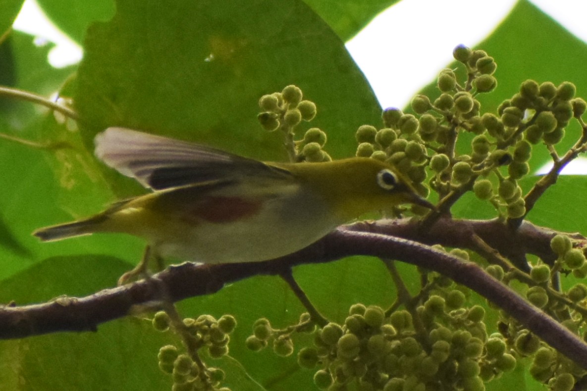 Chestnut-flanked White-eye - Naret Kunthawong