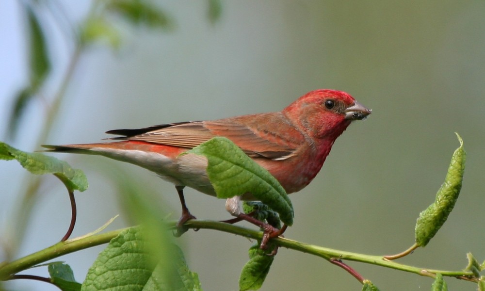 Common Rosefinch - ML277251271