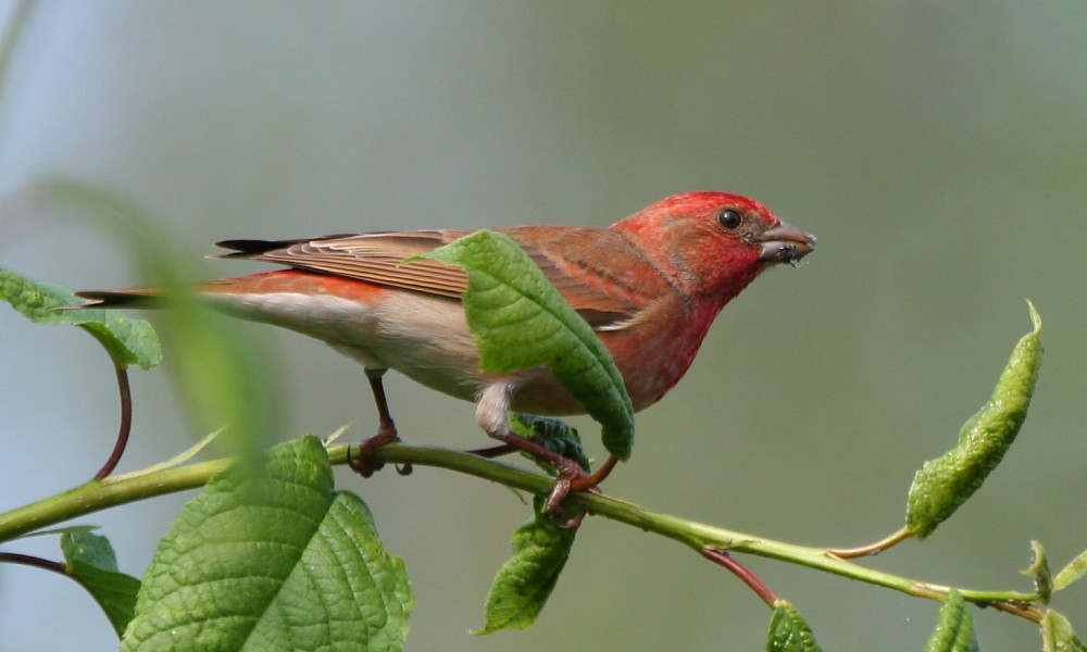 Camachuelo Carminoso - ML277251291