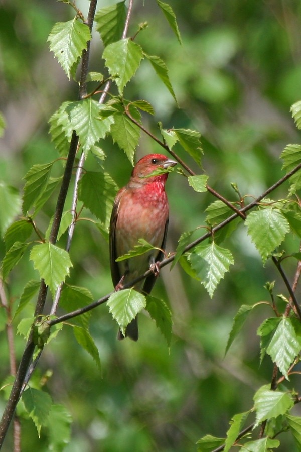 Common Rosefinch - Pavel Parkhaev