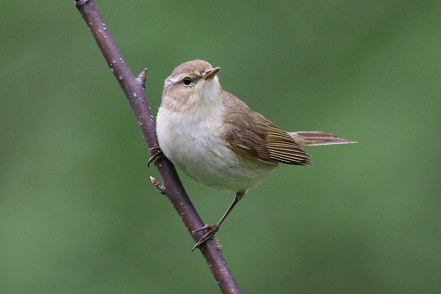 Common Chiffchaff (Common) - Pavel Parkhaev