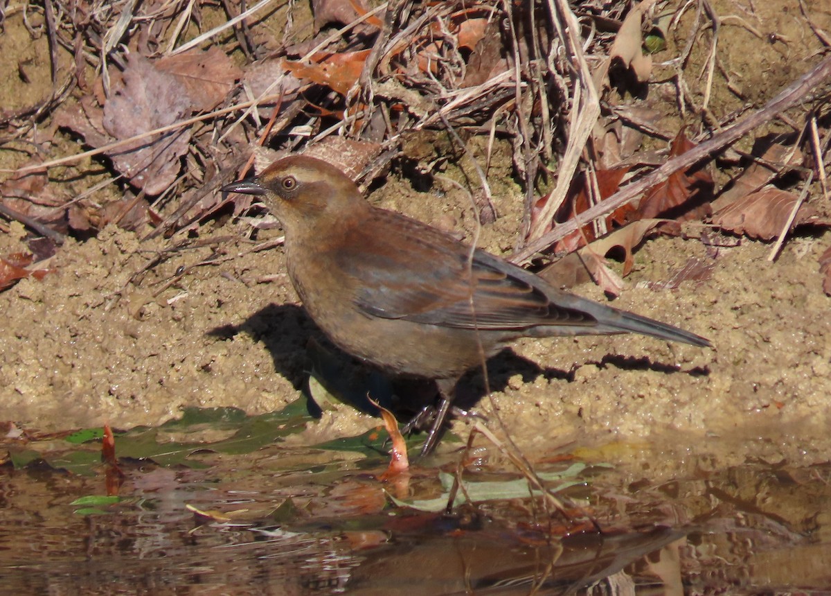 Rusty Blackbird - ML277251461