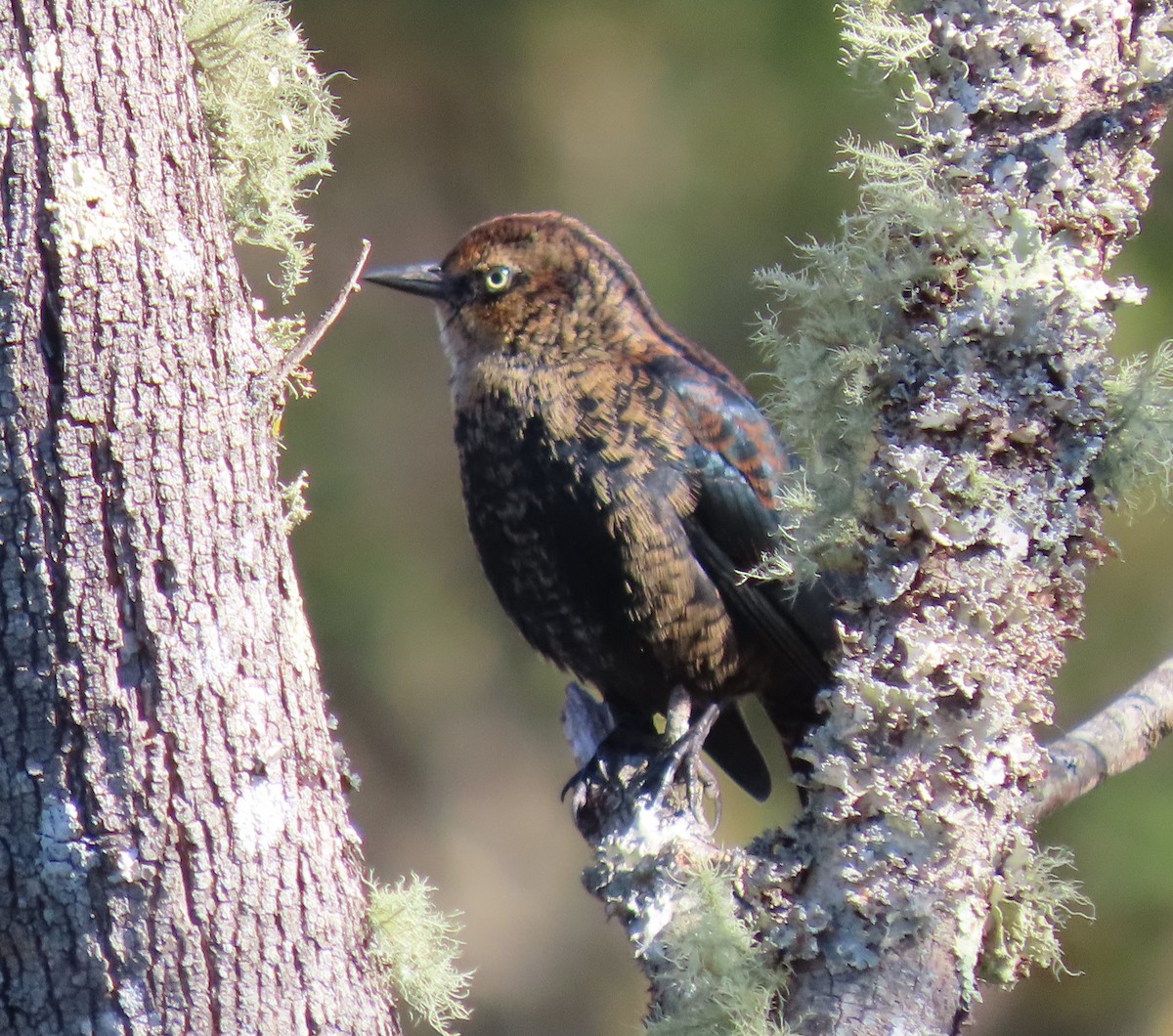 Rusty Blackbird - ML277251471