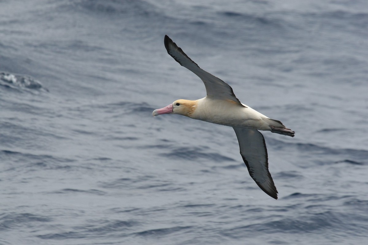 Short-tailed Albatross - Robert Tizard