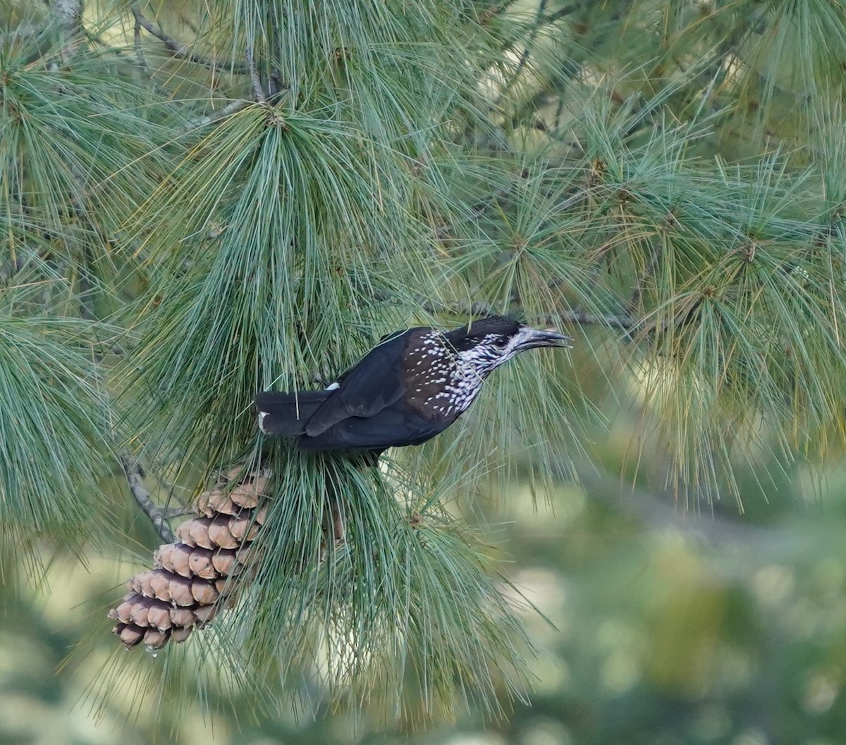 Eurasian Nutcracker - Kunal Bamby