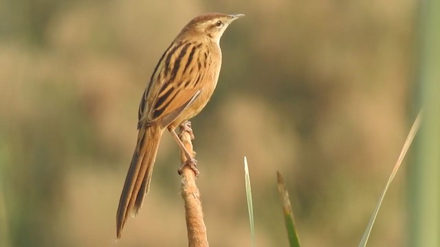 Striated Grassbird - ML277256091