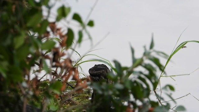 Giant Kingfisher - ML277256151