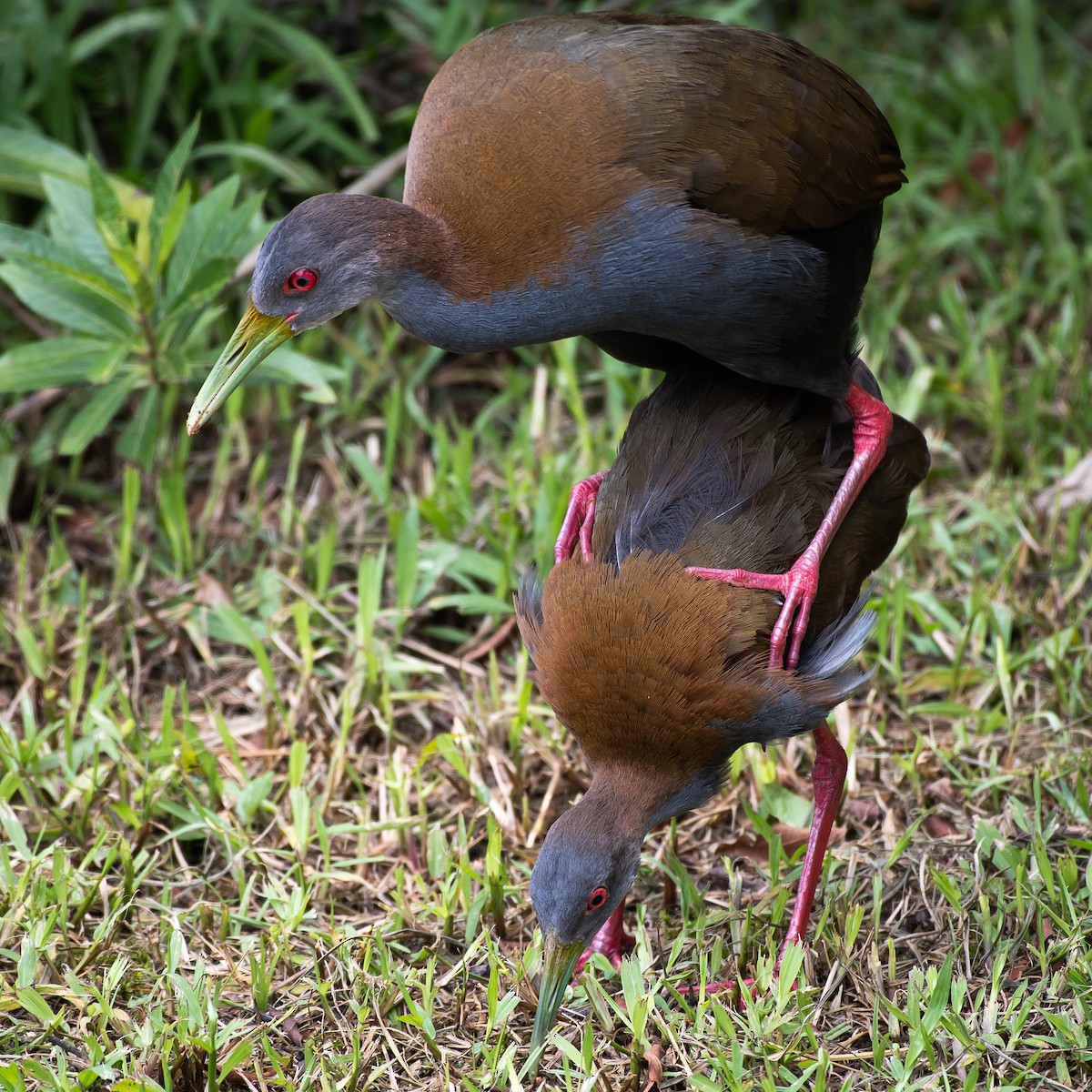 Slaty-breasted Wood-Rail - ML277256321