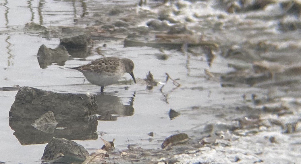 White-rumped Sandpiper - Sophie Roy